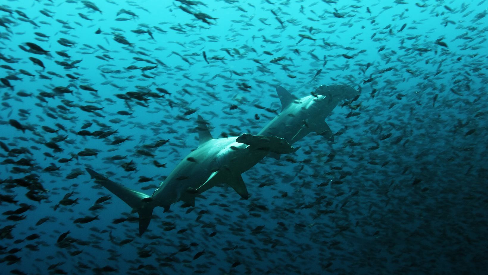 Galapagos Travel Guide: Discover the Enchanted Islands