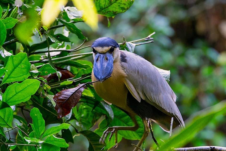 COSTA RICA BIRDS