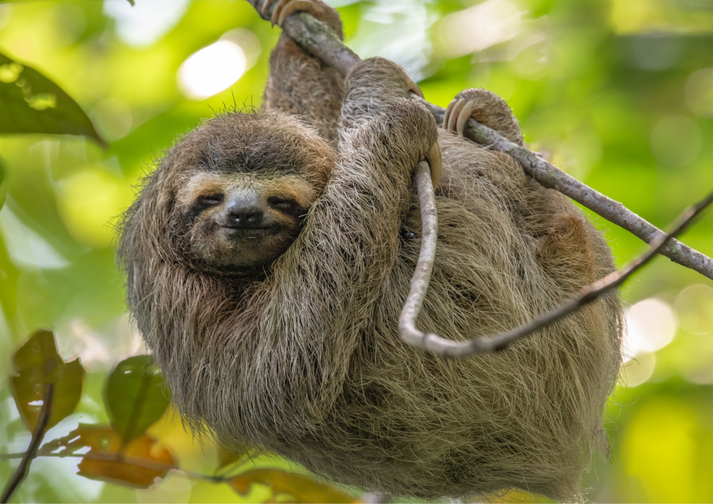costa rica sloths