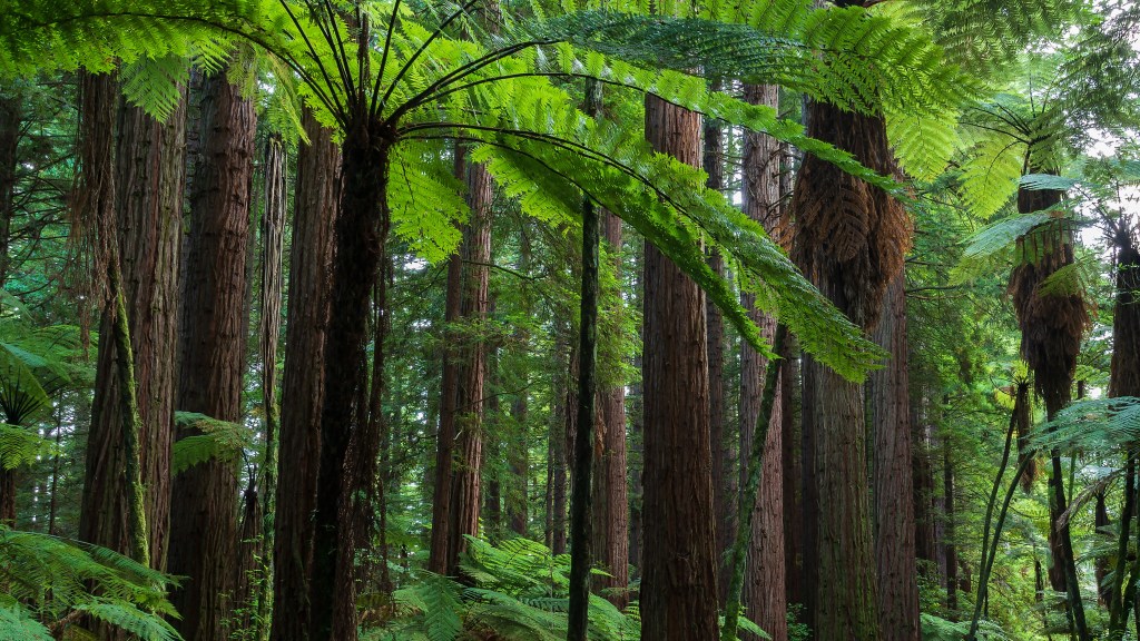 Whakarewarewa Forest