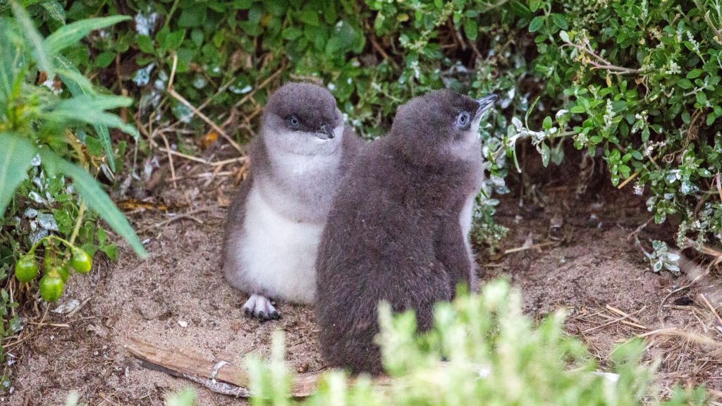 penguins phillip island