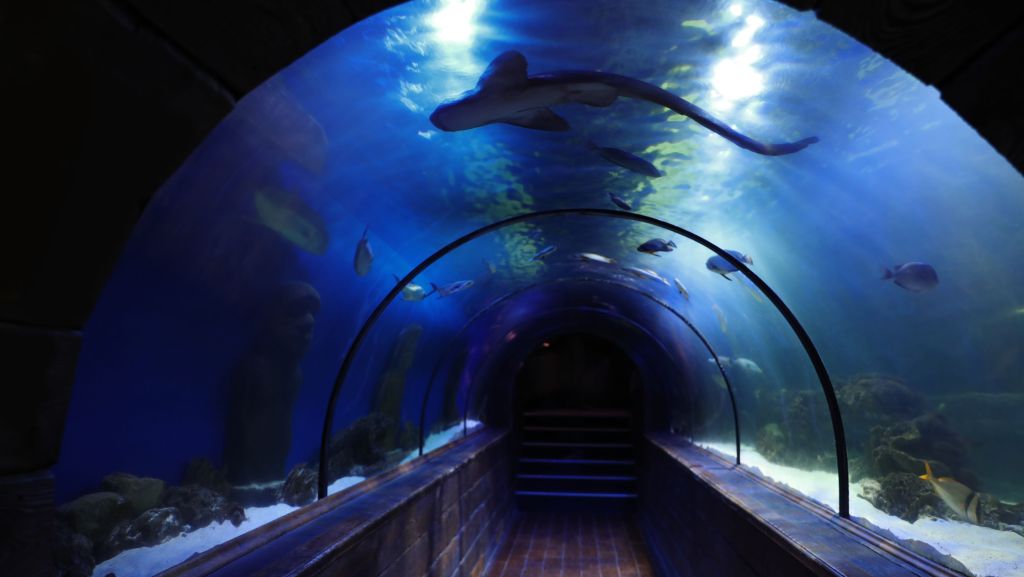 Best Aquariums in Kent