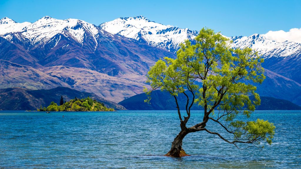 wanaka tree