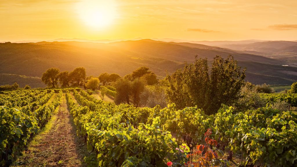 Best Wine Tastings in Madrid