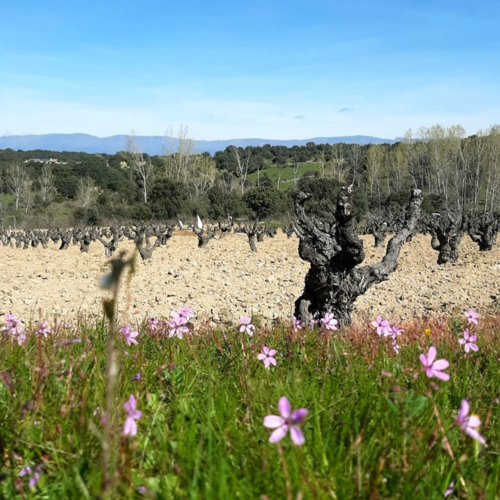 madrid winery