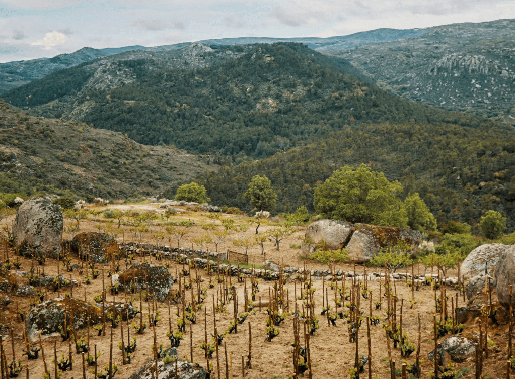 madrid winery