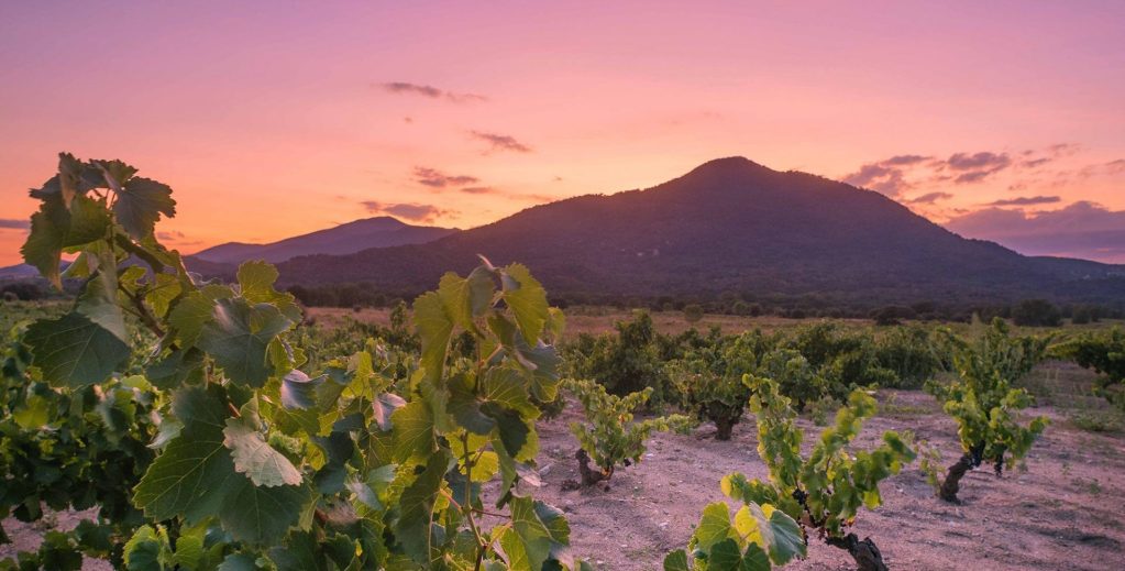 madrid wine