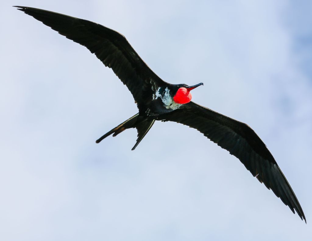 galapagos islands wildlife