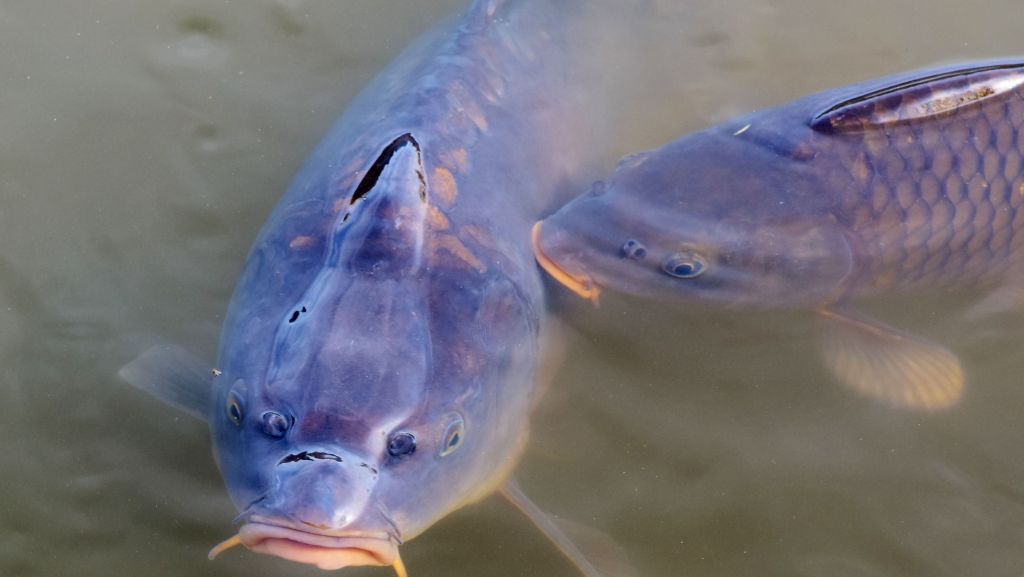 fishing lakes in oxfordshire