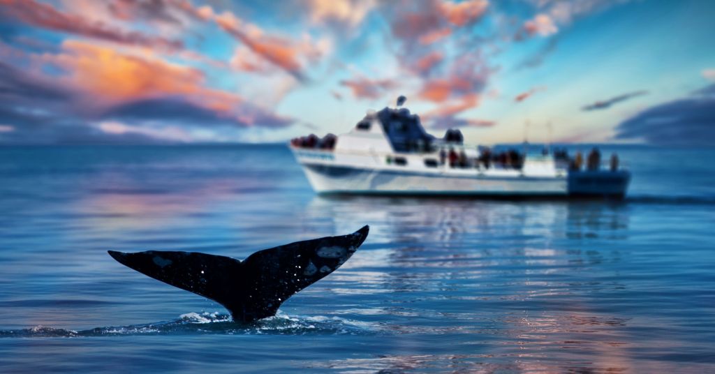 Whale Watching Deals on the Sunshine Coast