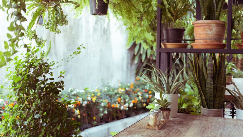 Succulents Spiritual Meaning