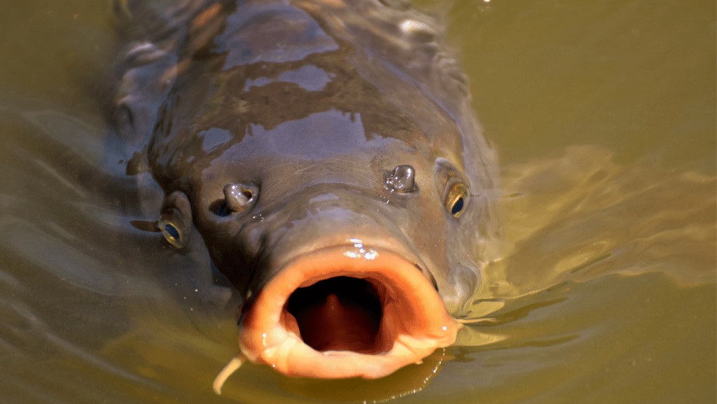 Fishing Lakes in Hertfordshire