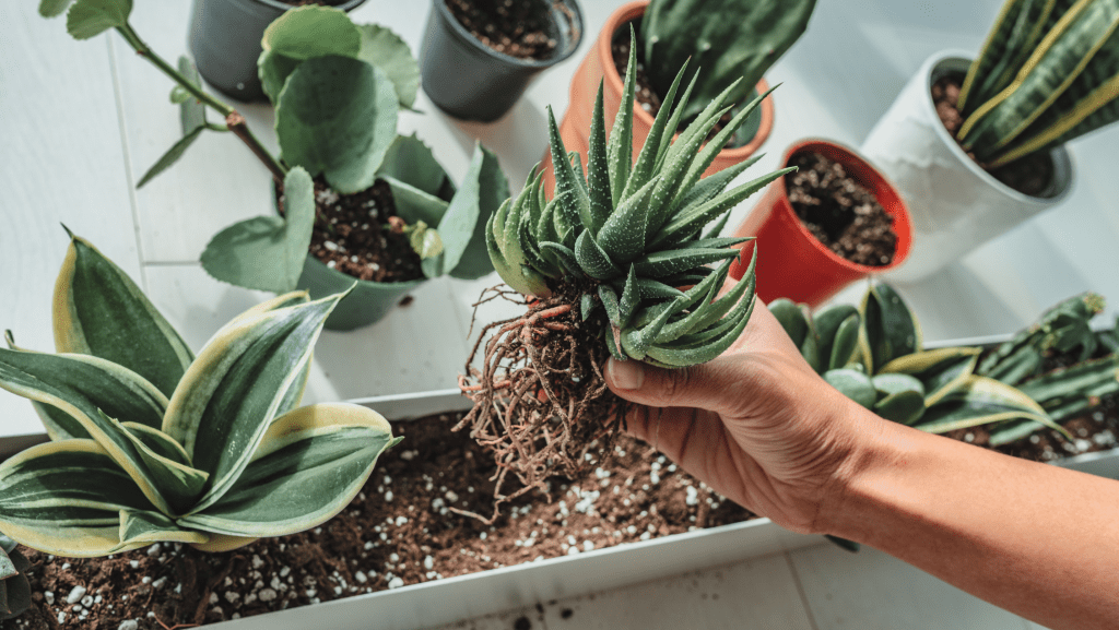 Succulents Spiritual Meaning