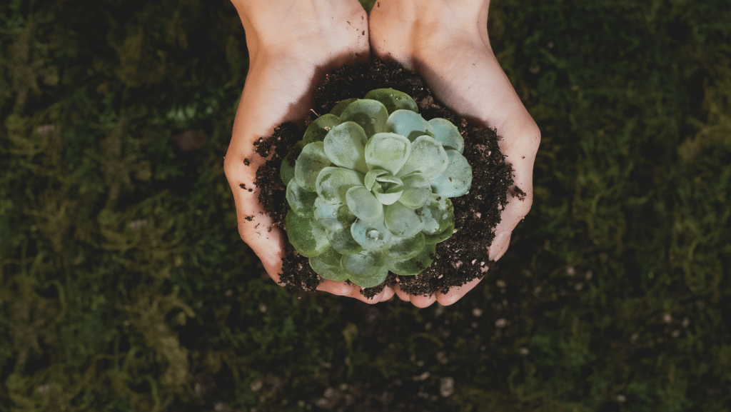 Succulents Spiritual Meaning