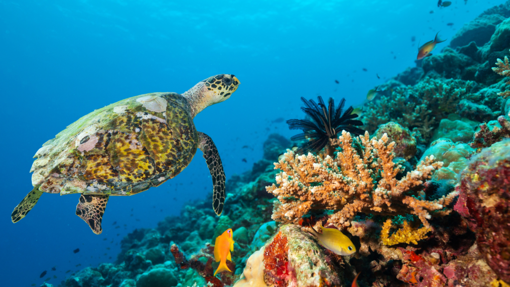 best snorkelling gear in melbourne