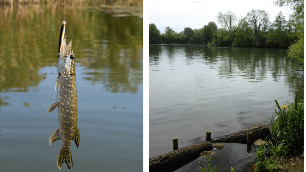 Fishing Lakes in Hertfordshire