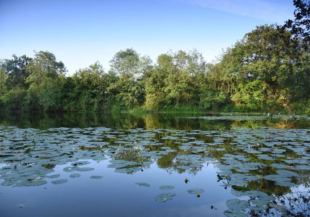 Fishing Lakes in Hertfordshire