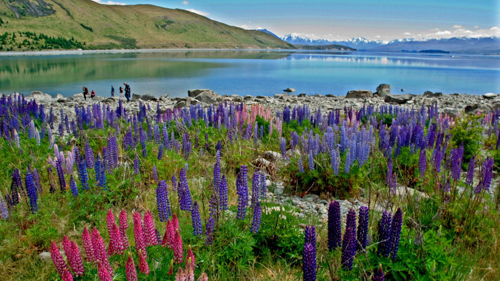 Best City in New Zealand